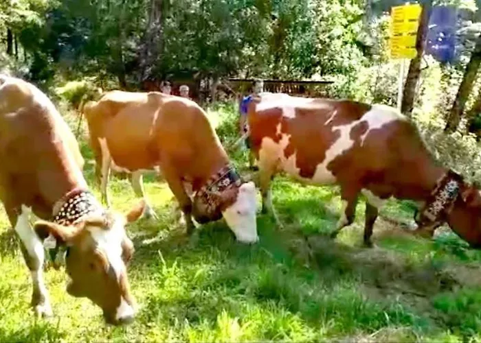 Farma Weindlhof Waidring